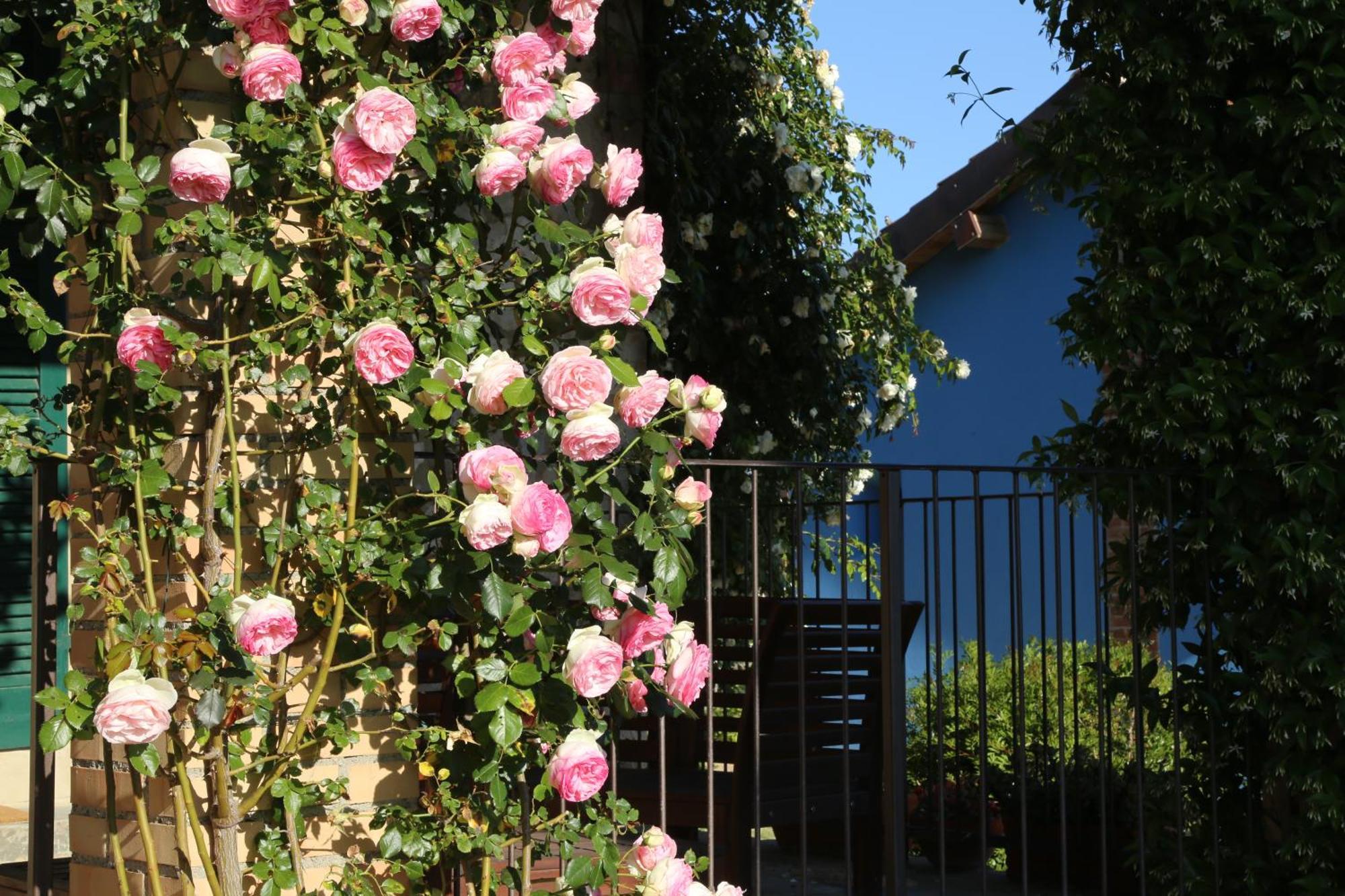 Casa Maria Agriturismo Magliano in Toscana Exterior foto